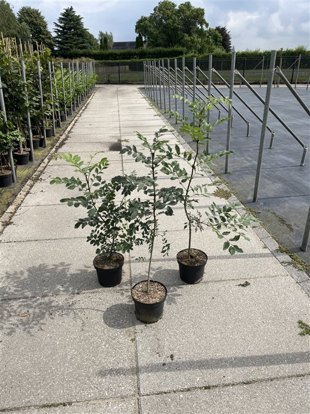 Fraxinus excelsior - C5 80-100 CM